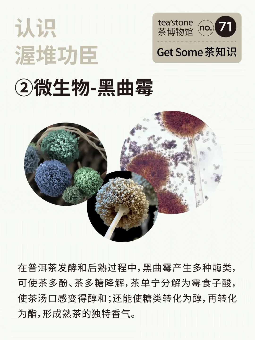 茶知识丨黑茶工艺渥堆到底是什么?配图5