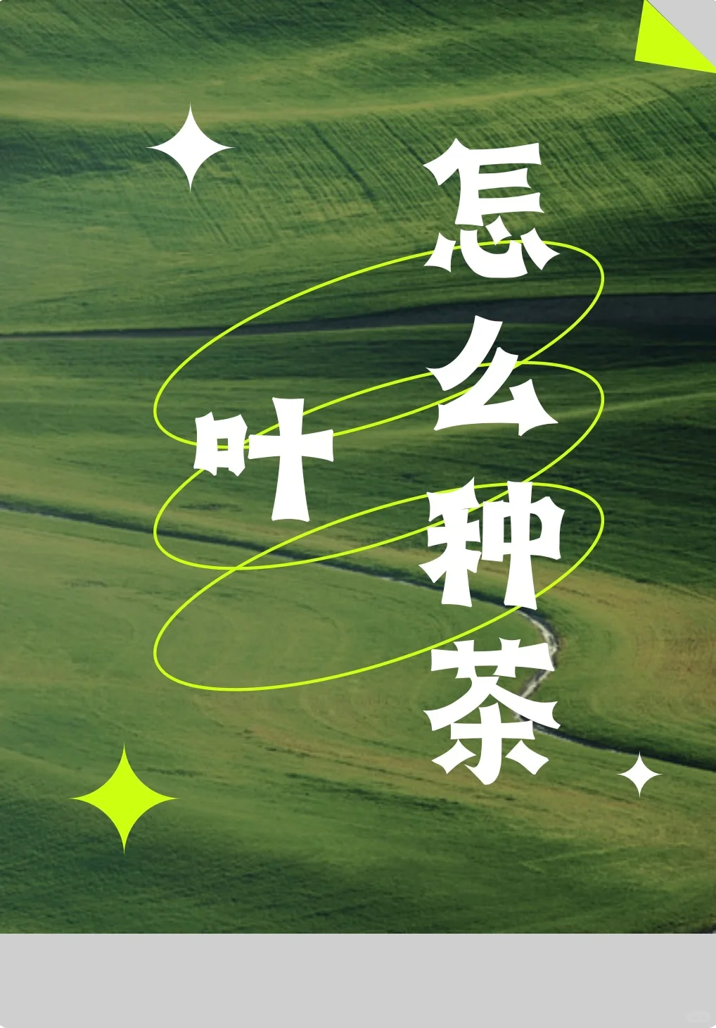 怎么种茶叶❓❓❓配图1