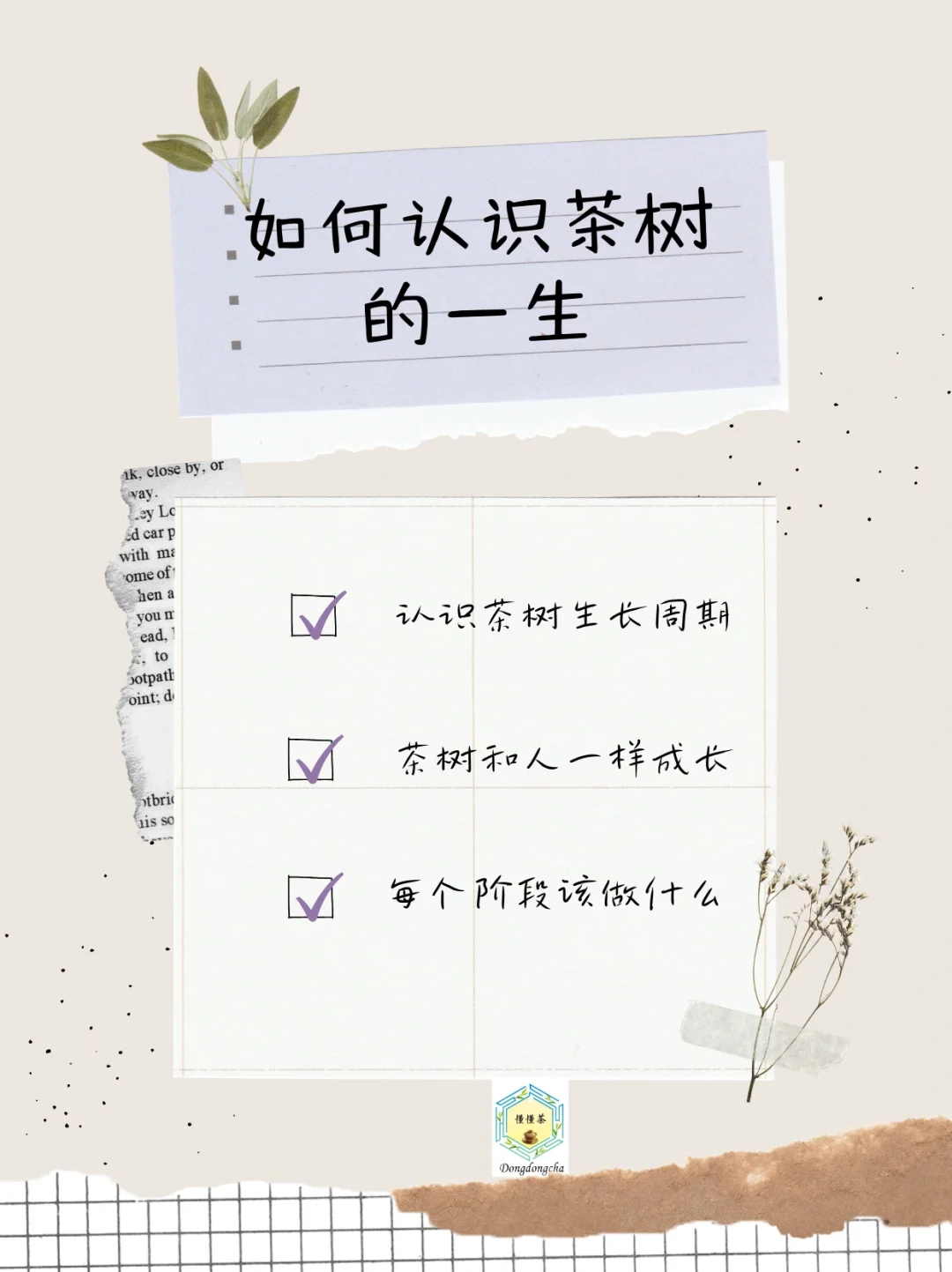 茶树的一生🌱配图1