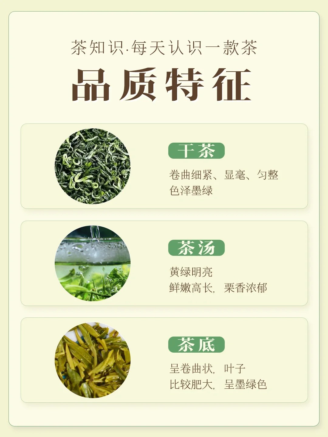 日照绿茶配图4