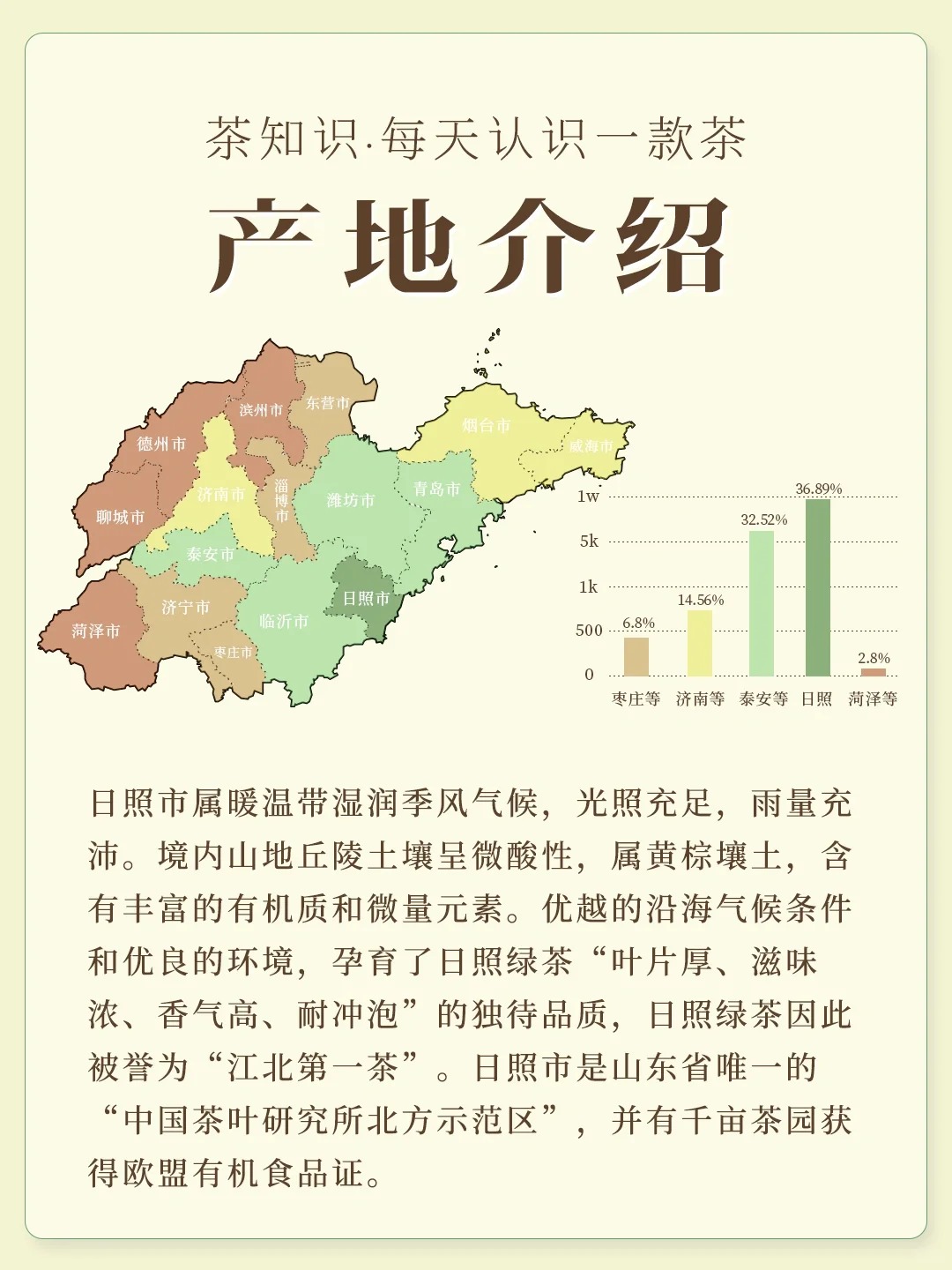 日照绿茶配图3