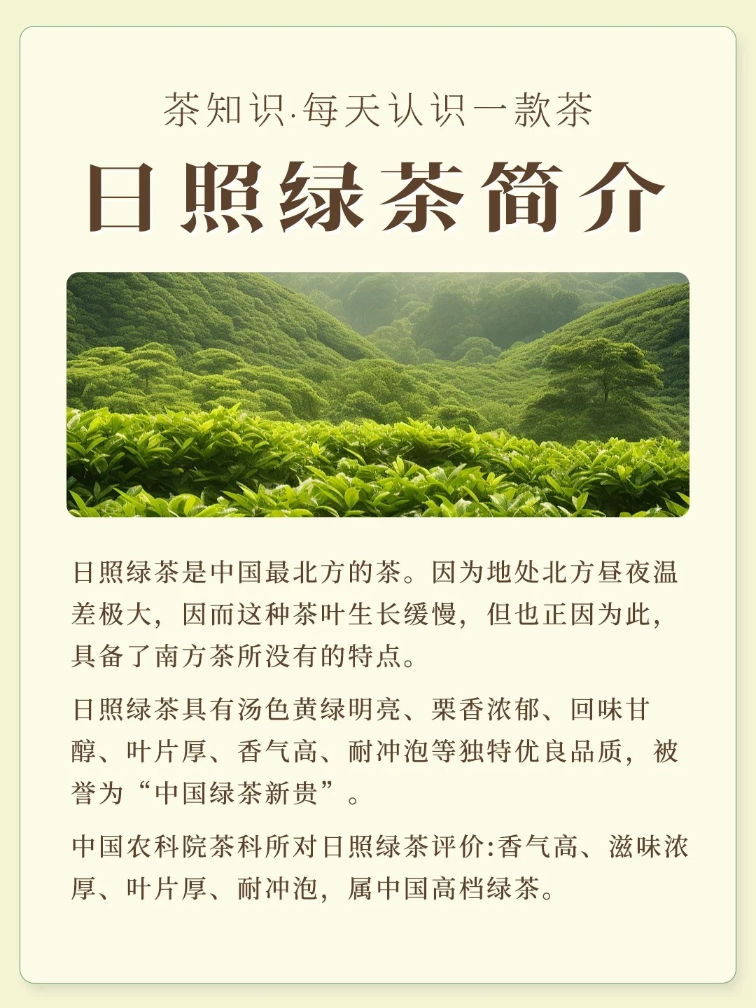 日照绿茶配图2