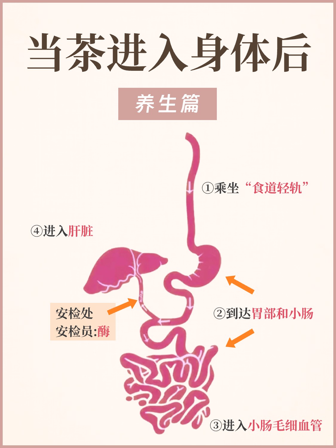 茶进入身体后,都发生了什么❓配图1