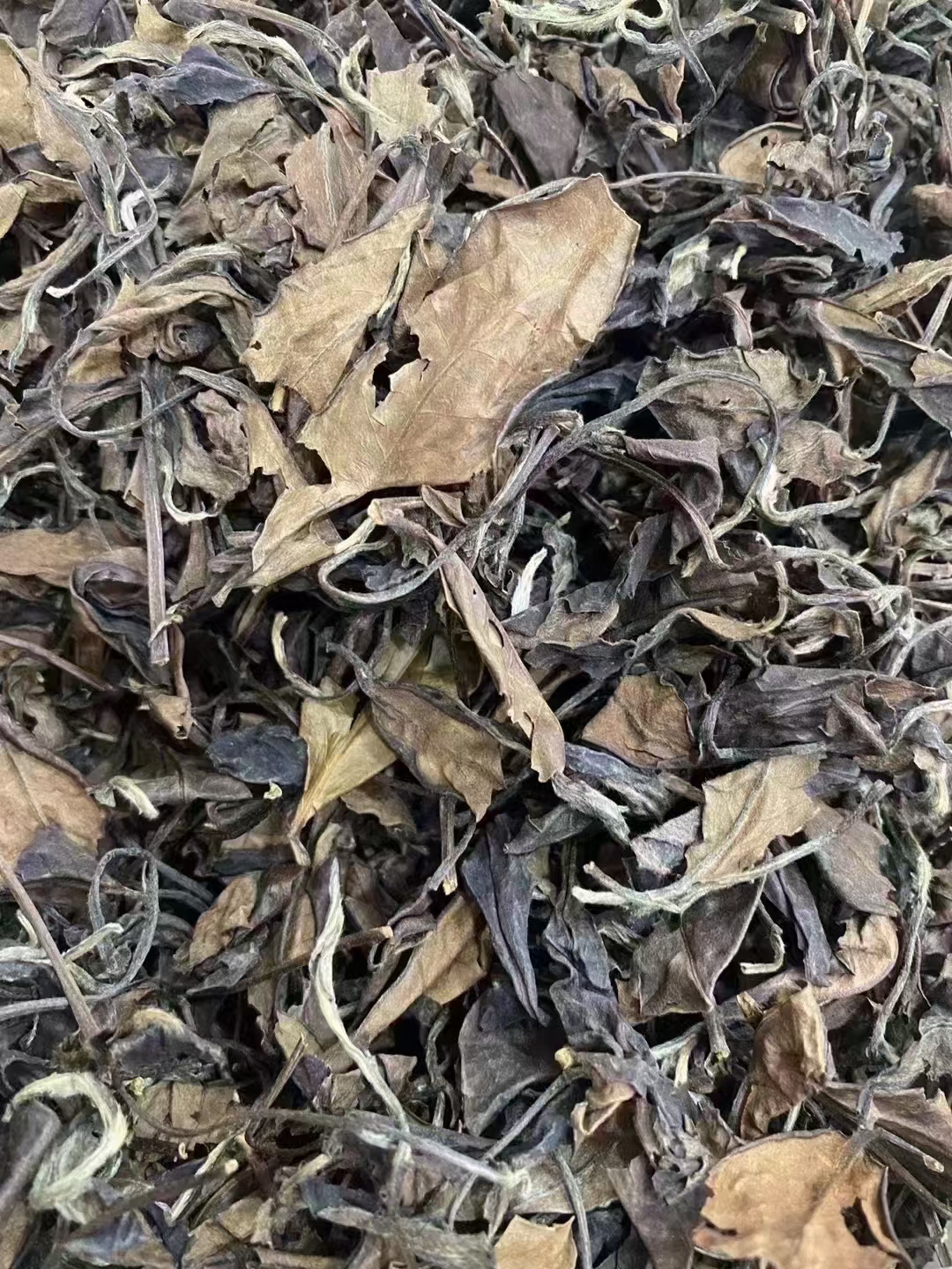 91年 春寿眉老白茶 ~福鼎太姥山配图1