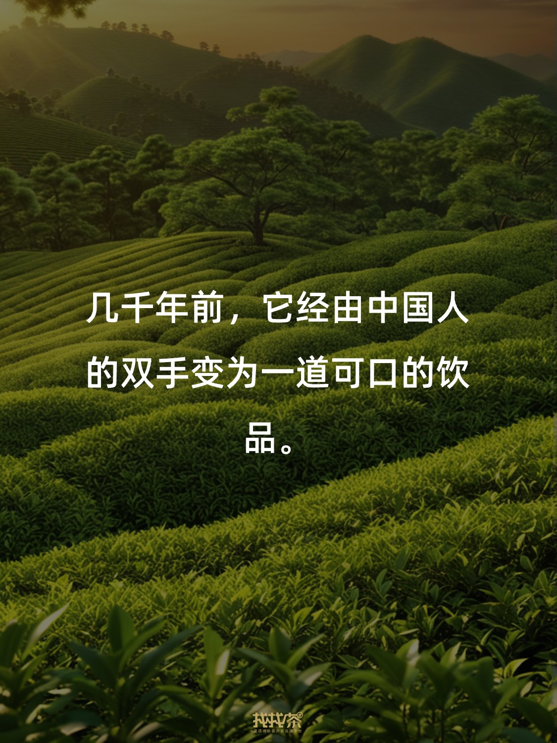 关于中国茶的神总结 写得太好了❗️配图3
