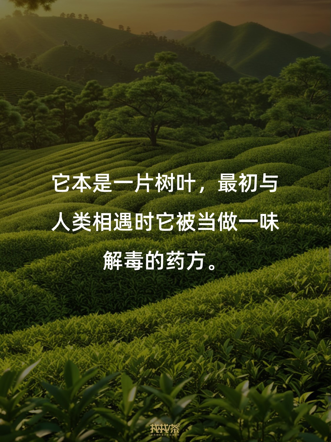 关于中国茶的神总结 写得太好了❗️配图4