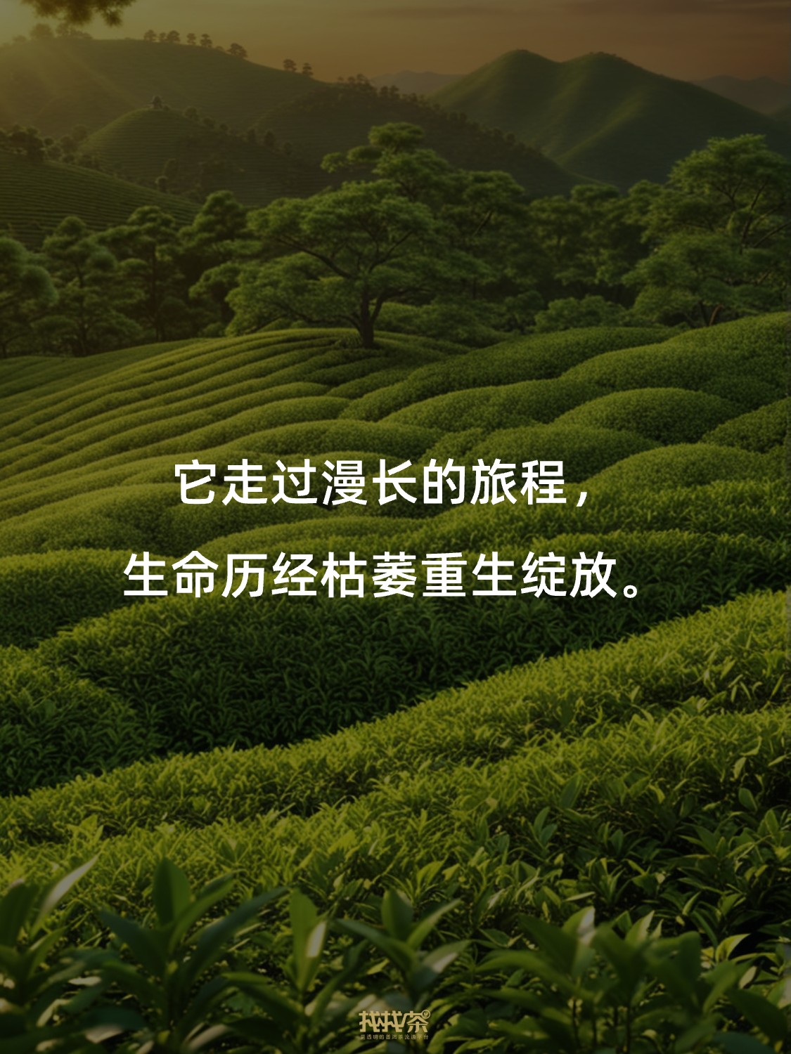 关于中国茶的神总结 写得太好了❗️配图7