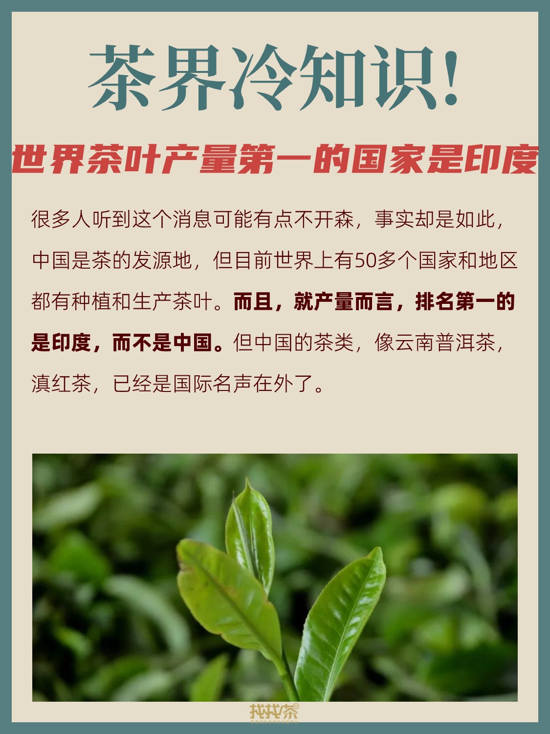 茶界冷知识,你一定没听过!配图5