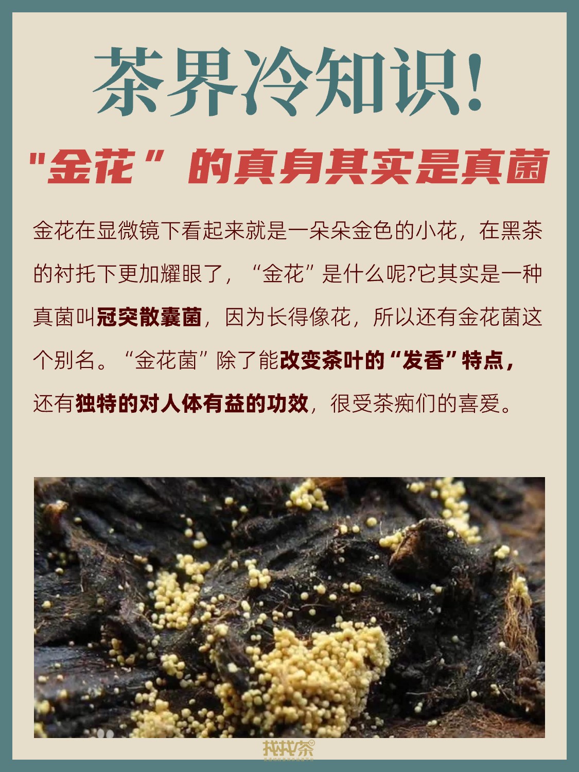 茶界冷知识,你一定没听过!配图4