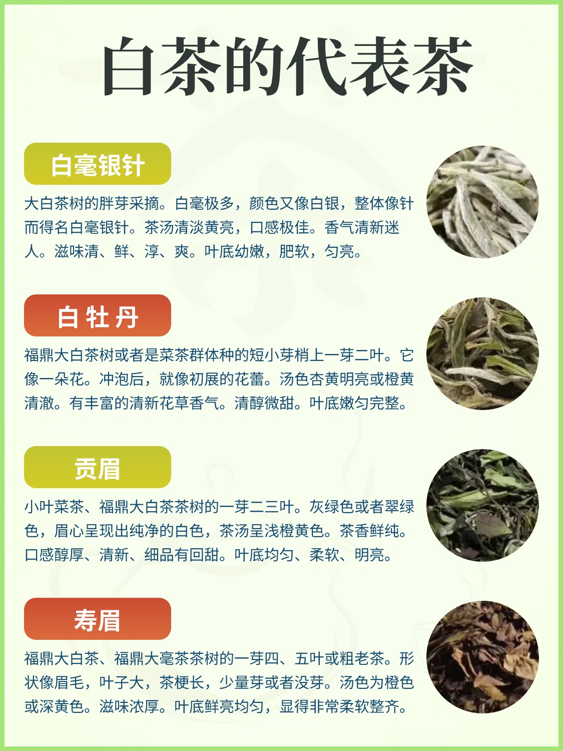 白茶为什么可以养生?配图2