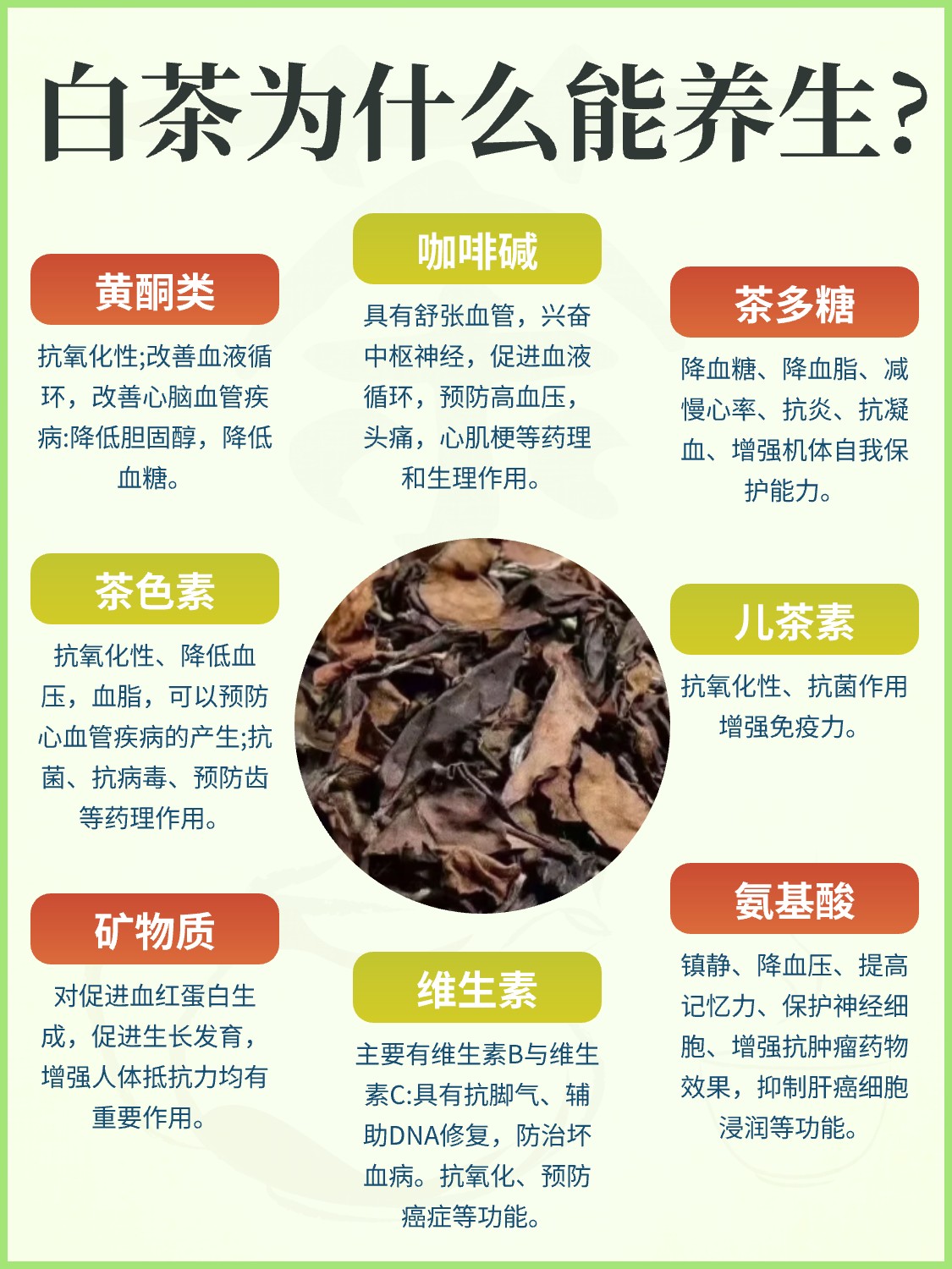 白茶为什么可以养生?配图1