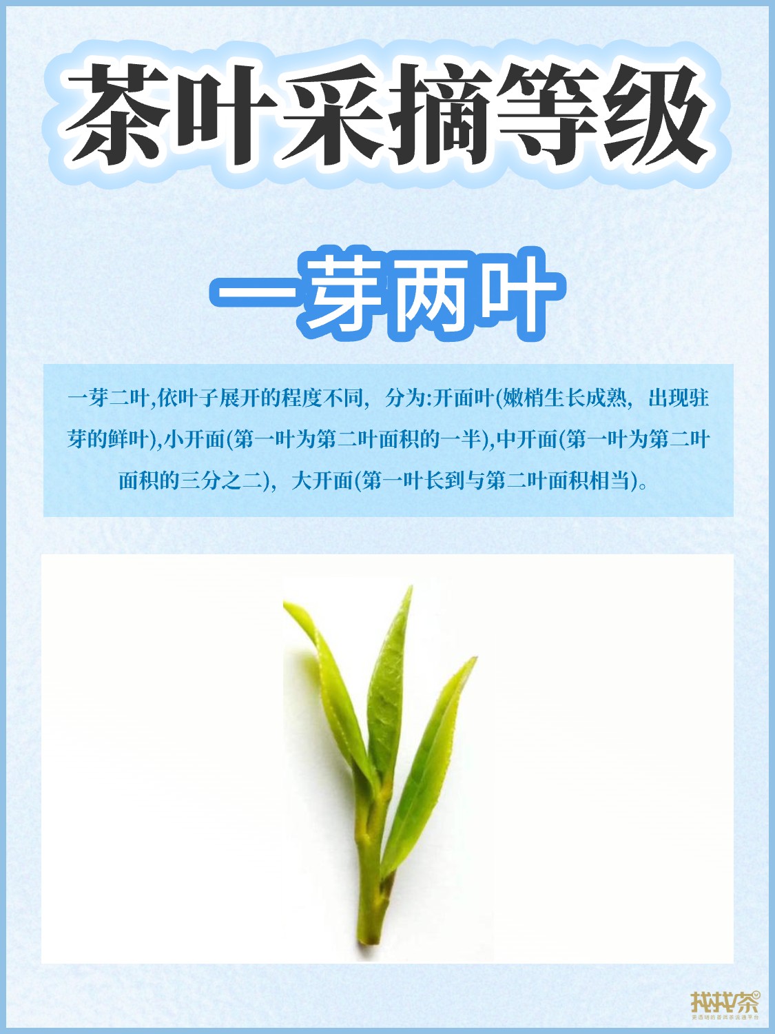 茶叶等级划分|你喜欢哪种呢配图3