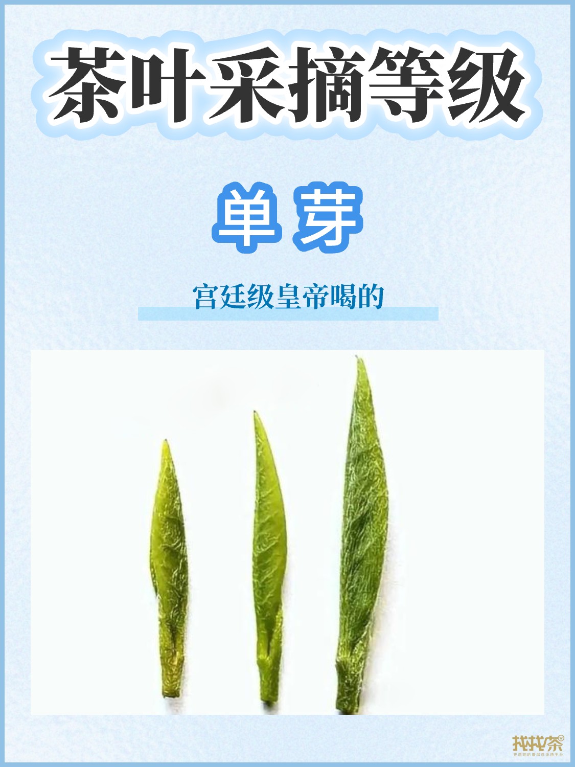 茶叶等级划分|你喜欢哪种呢配图1