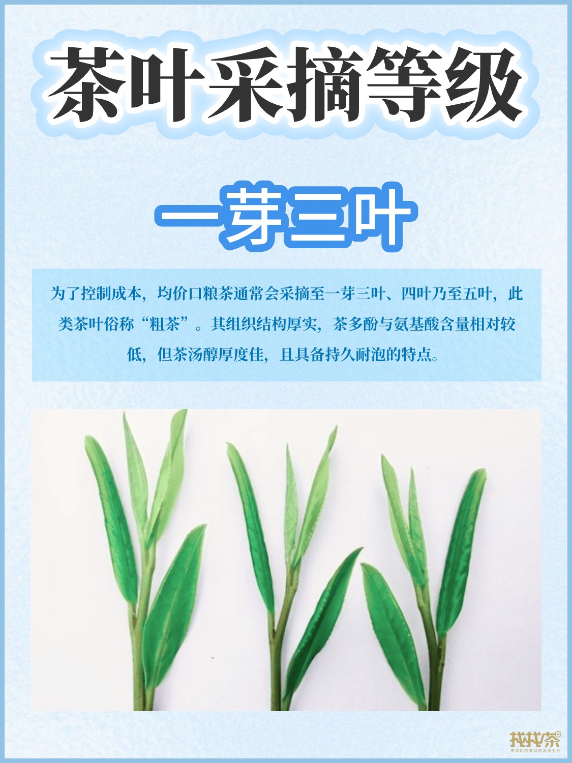 茶叶等级划分|你喜欢哪种呢配图4