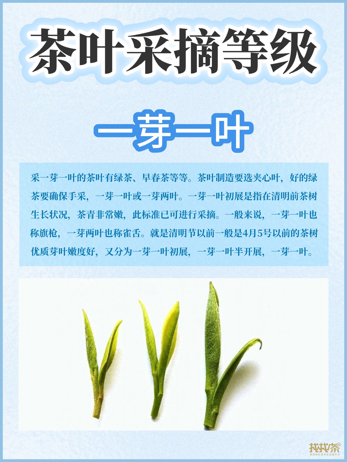茶叶等级划分|你喜欢哪种呢配图2