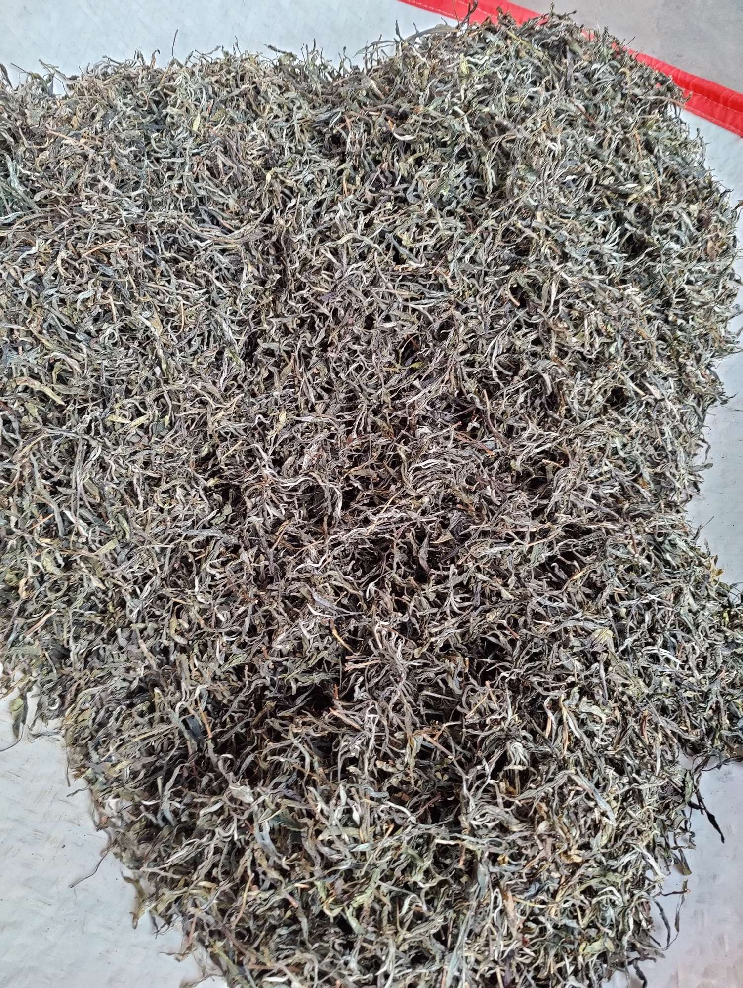 凤凰山古茶茶品图