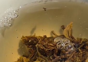 第2泡茶图片1