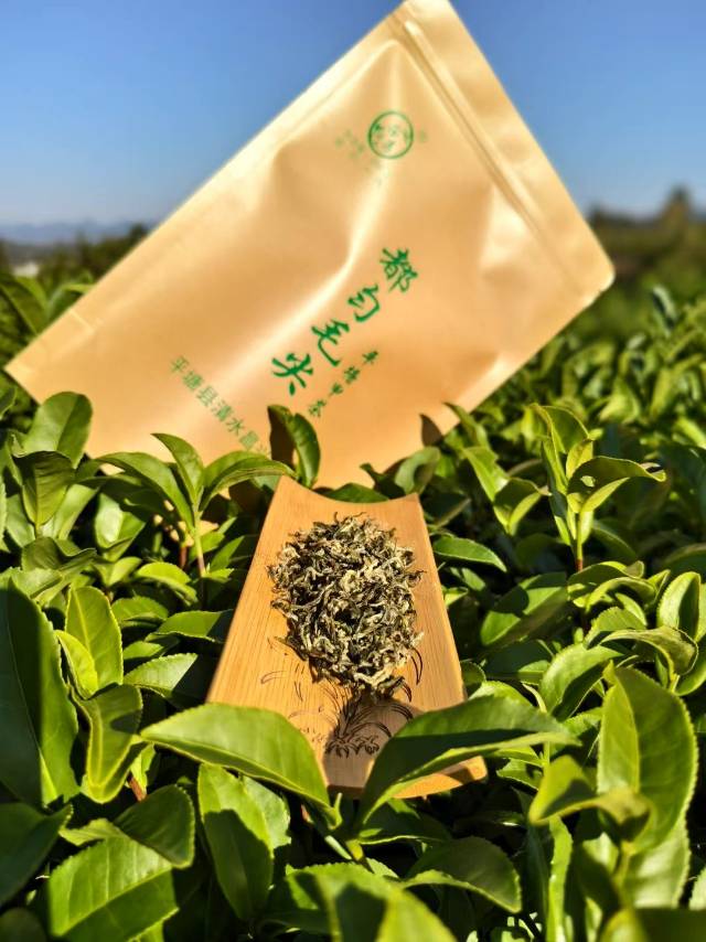 都匀毛尖茶品图