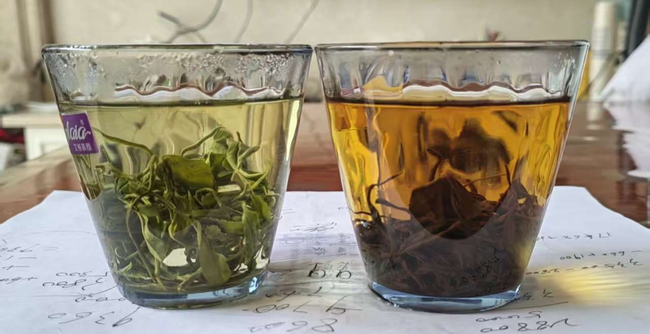 柘荣高山荒野土茶茶品图