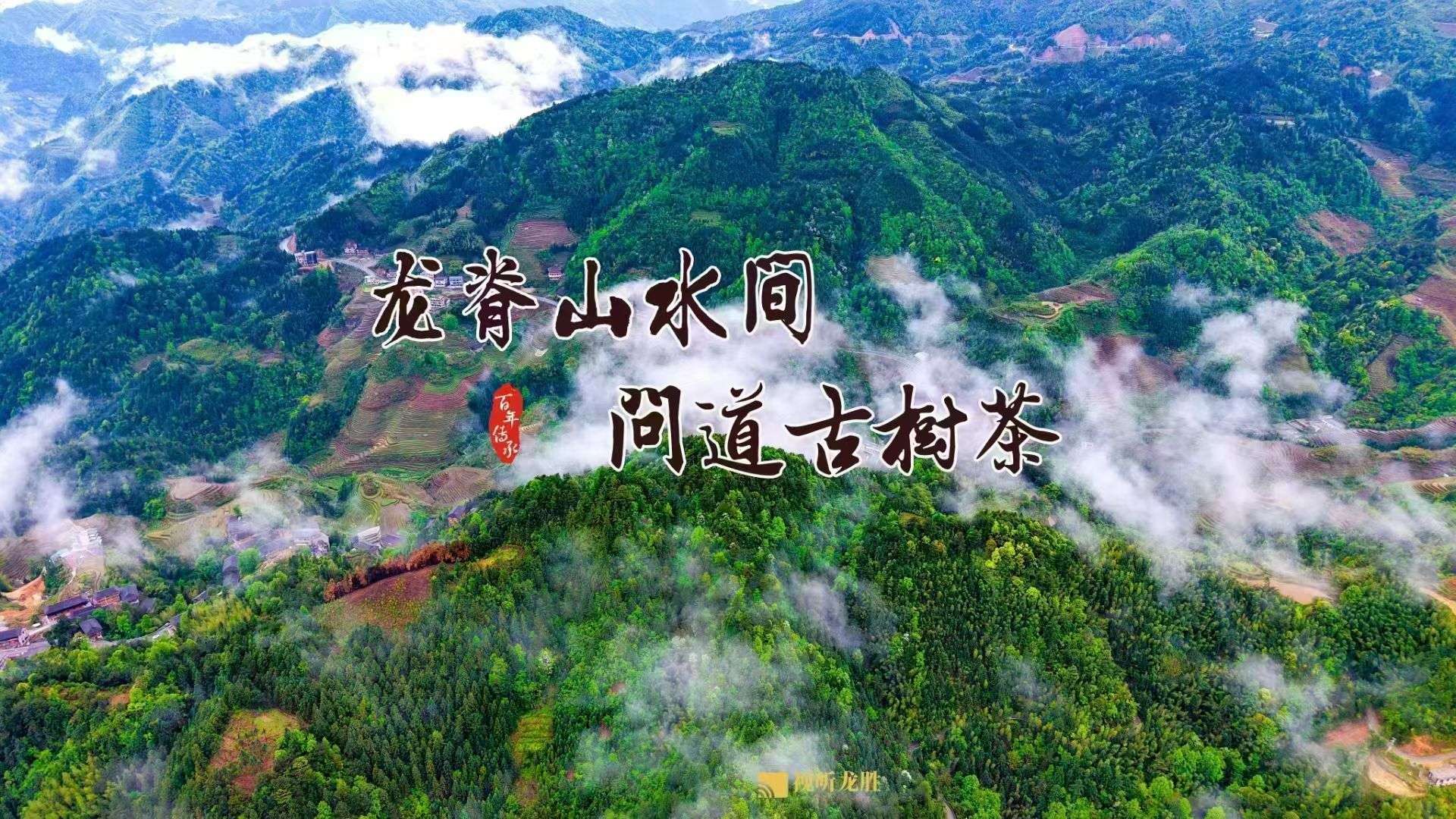 古树红茶茶品图