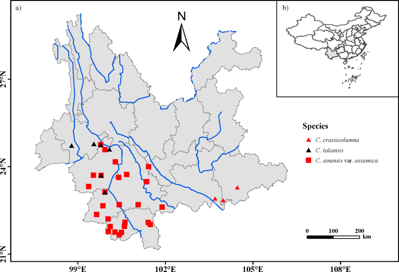 Genetic analyses of ancient tea trees provide insights into the breeding history