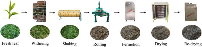 Characterization of aroma profiles of Tanyang Congou black tea with flowery-frui
