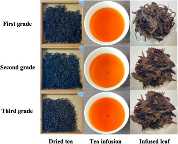 Characterization of aroma profiles of Tanyang Congou black tea with flowery-frui