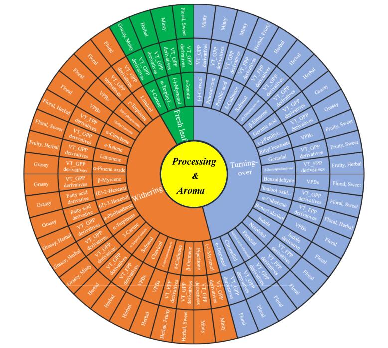 Study on dynamic alterations of volatile organic compounds reveals aroma develop