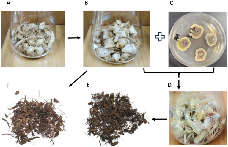Revealing the effects of Aspergillus cristatus, golden flower fungus, fermenting
