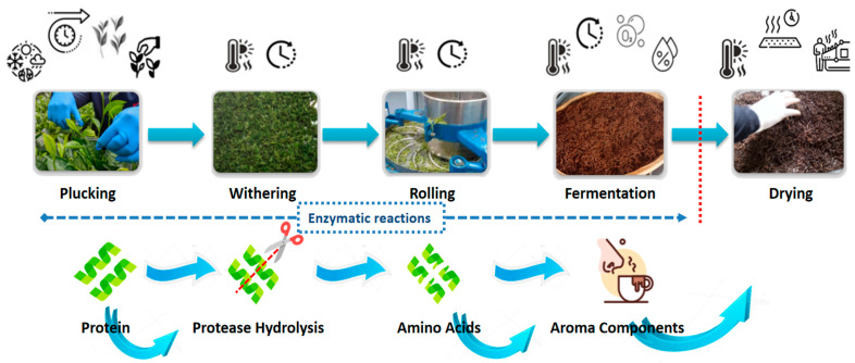 Tea Harvesting and Processing Techniques and Its Effect on Phytochemical Profile
