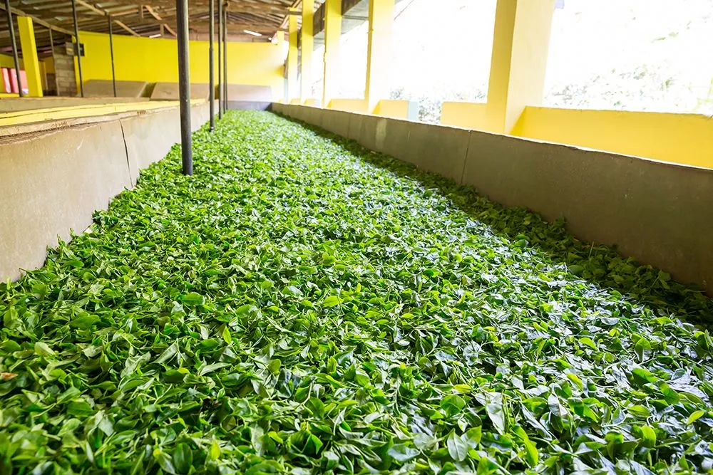 绿茶干茶与干燥过程实拍