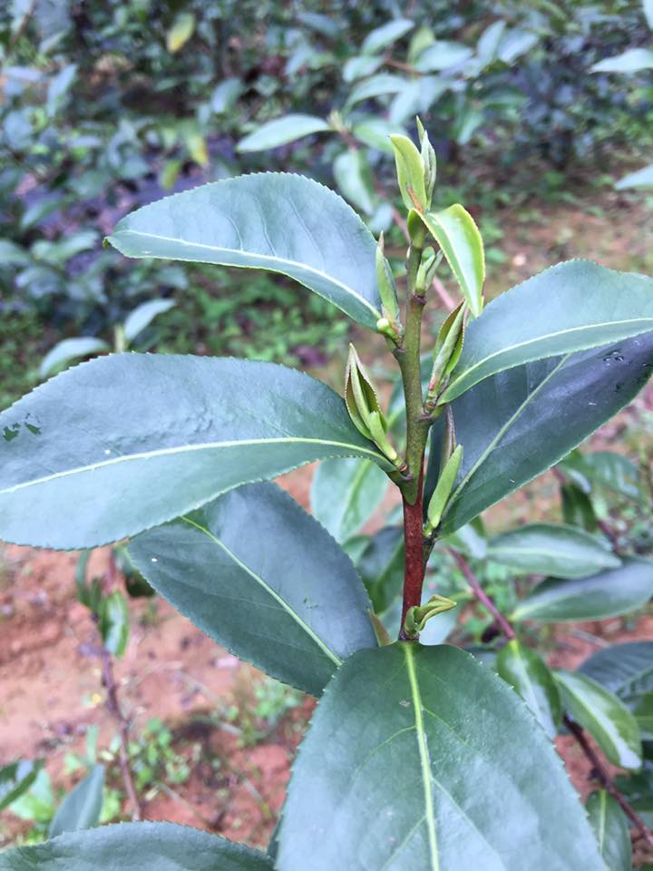 四季春茶树枝叶实拍