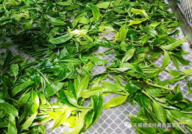 摊放中的茶树鲜叶