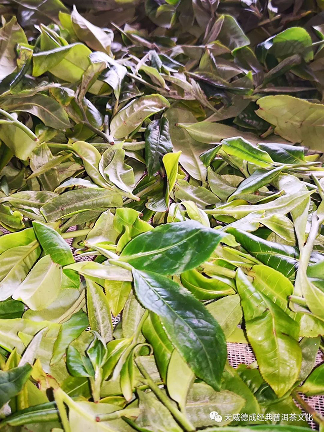 萎凋中的茶树鲜叶