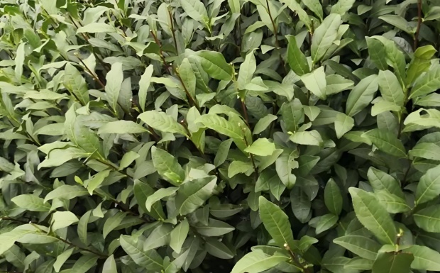 中茶108茶树实拍