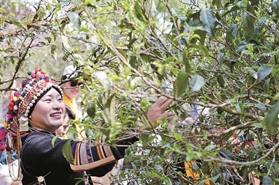布朗山乡茶园春茶采摘实拍