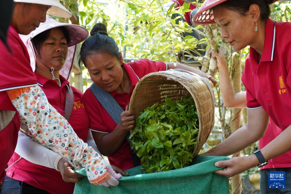 茶农在装运刚采摘的茶叶鲜叶