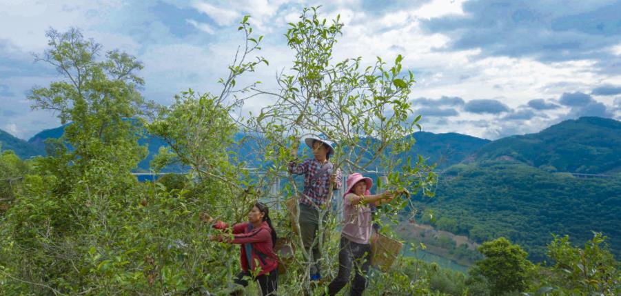茶农在古茶树上采摘茶叶
