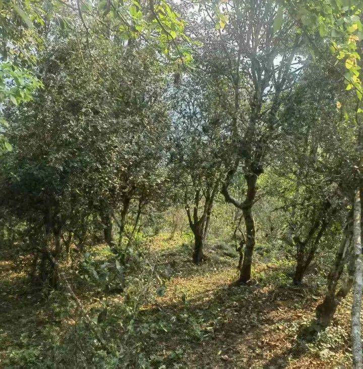 倚邦茶山云雾远景照片