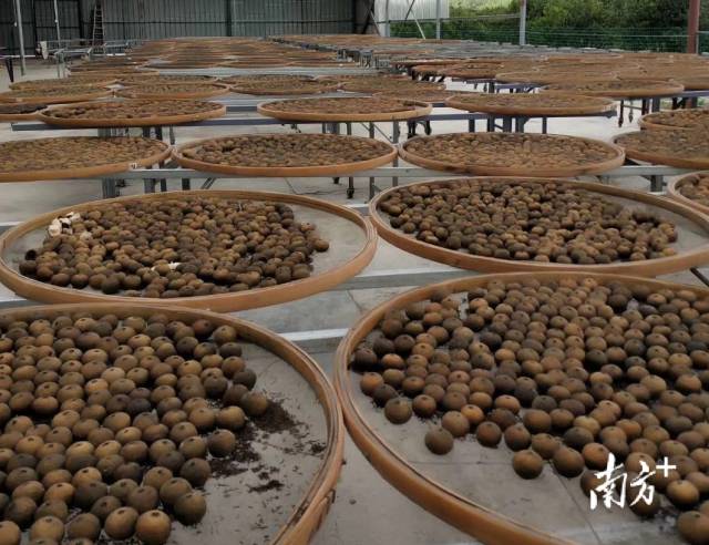 柑普茶成品与茶器实拍