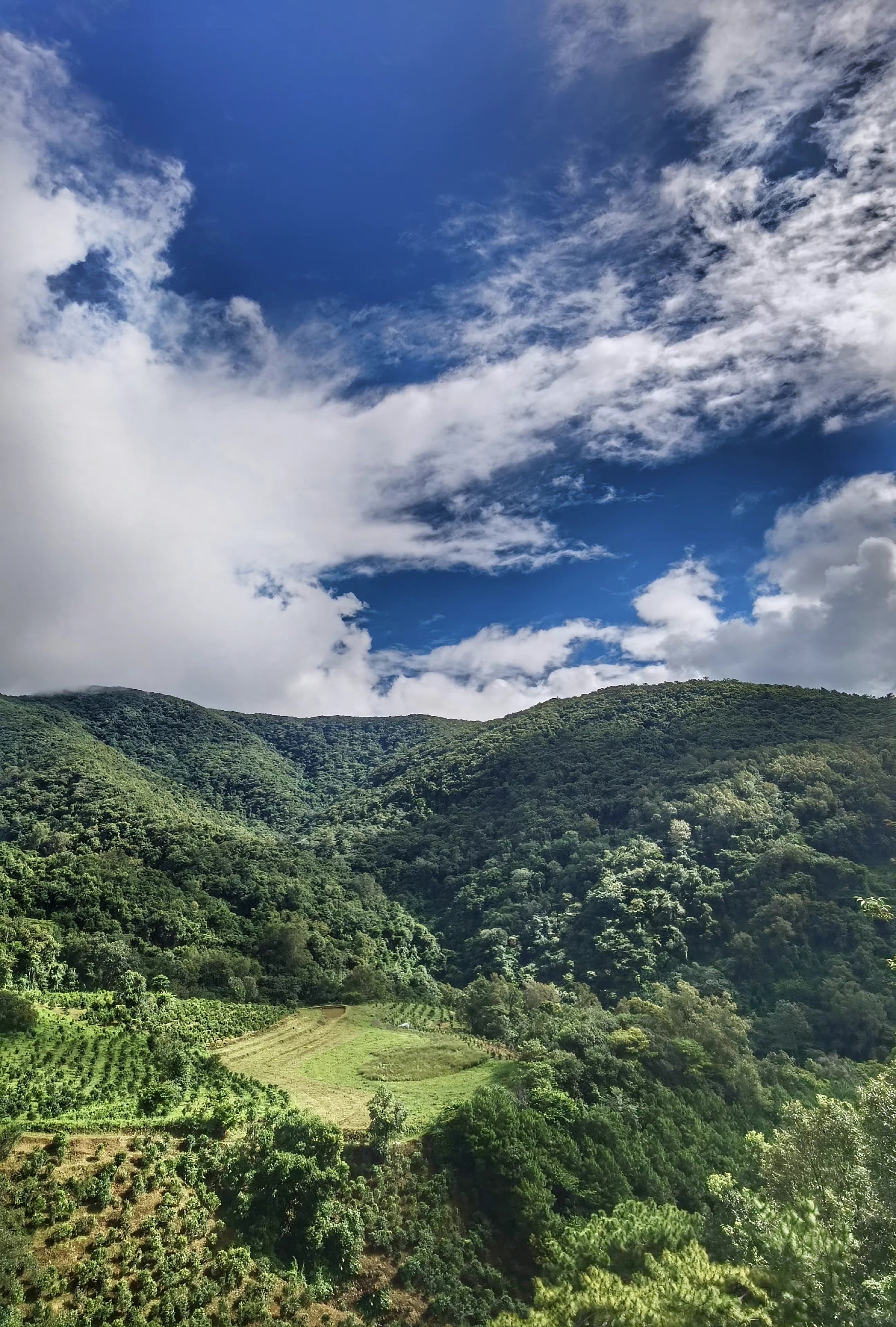 困鹿山古茶树实拍，云南普洱