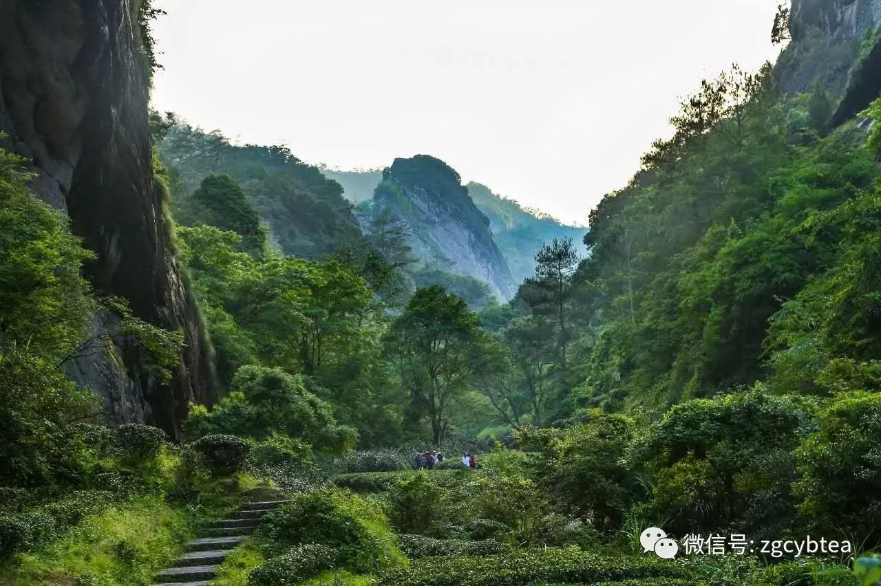 武夷山坑涧茶园：丹霞岩壁下茶树丛生