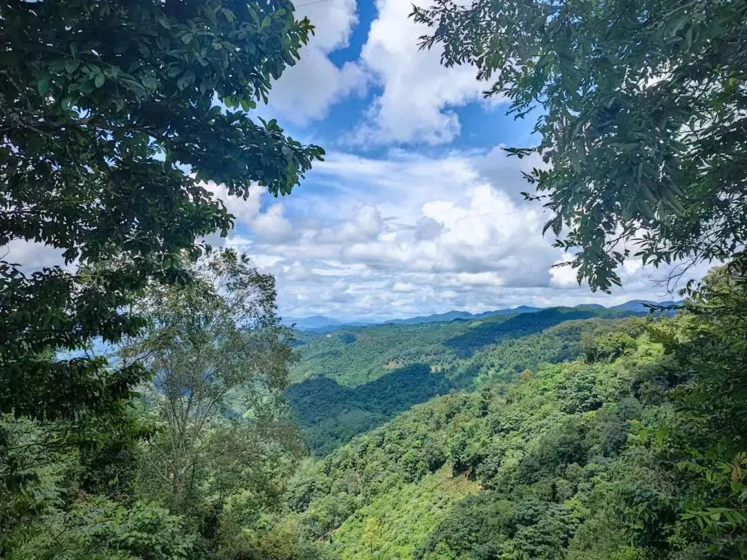 曼撒茶山茶园实景