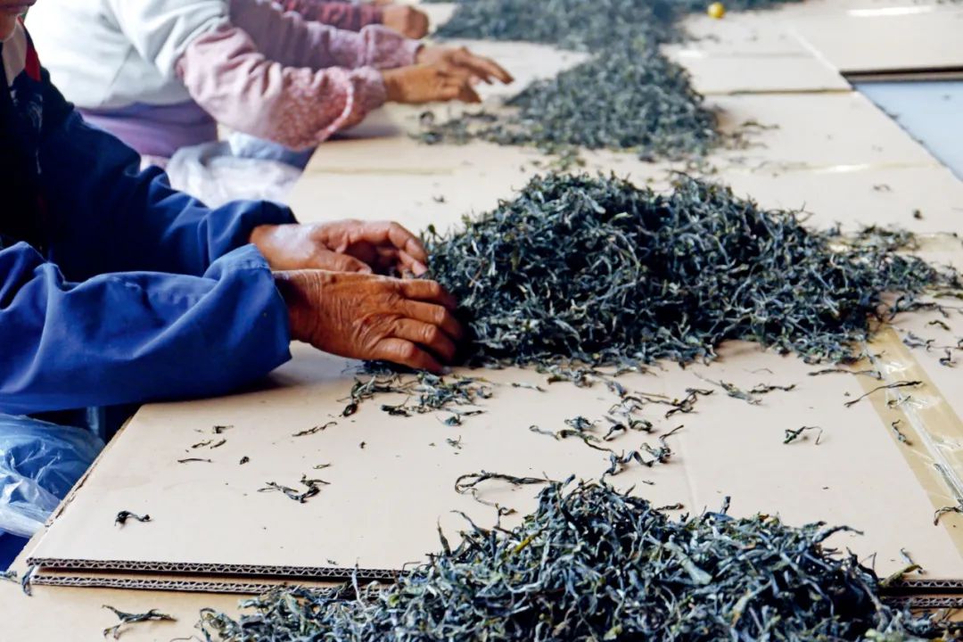 勐库镇山地茶园航拍全景
