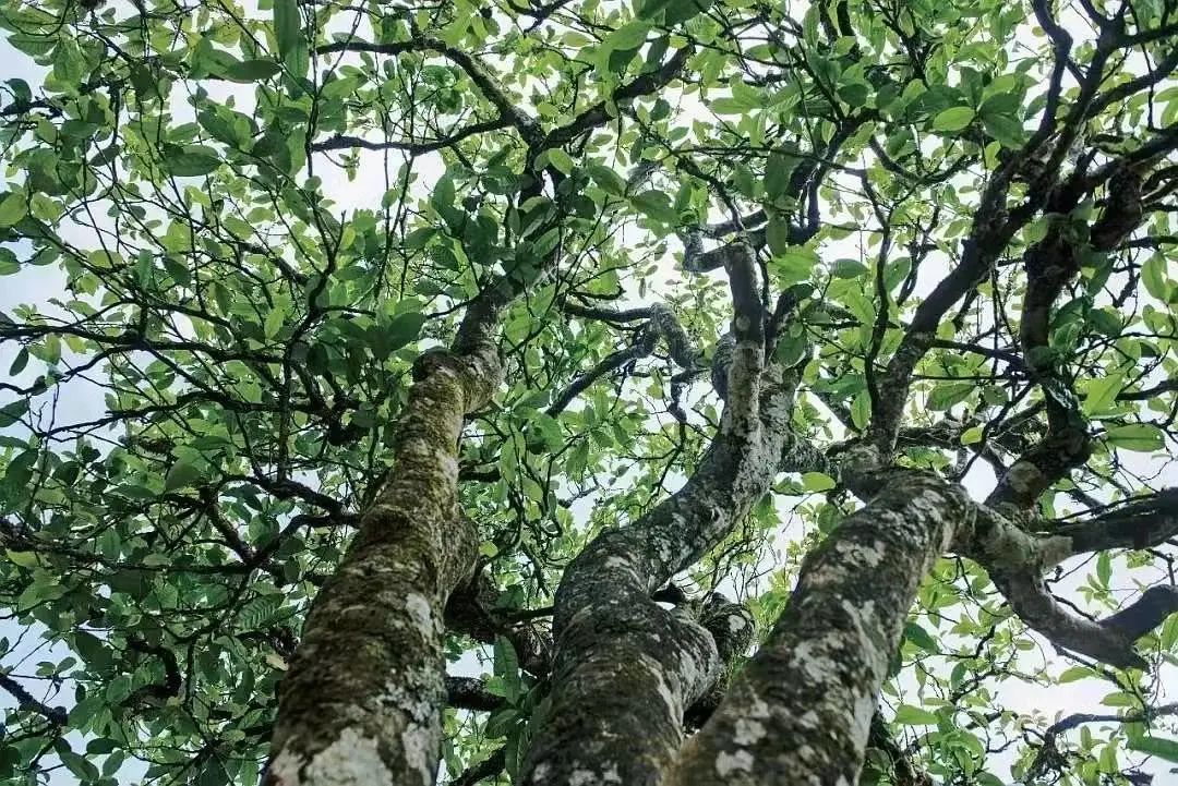 莽枝茶山实景照片