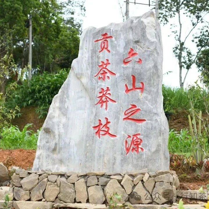 莽枝茶山资料照片