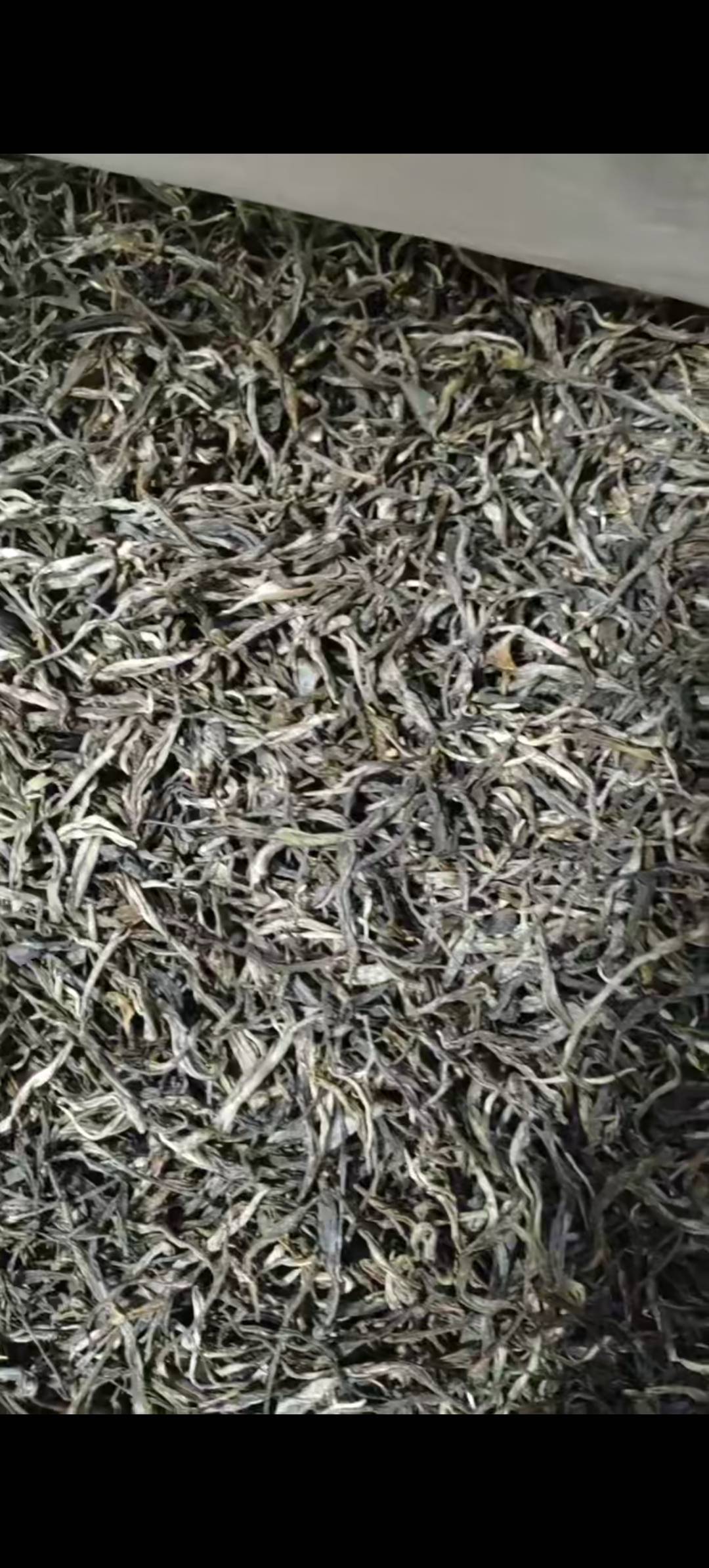 天门山小树茶品图