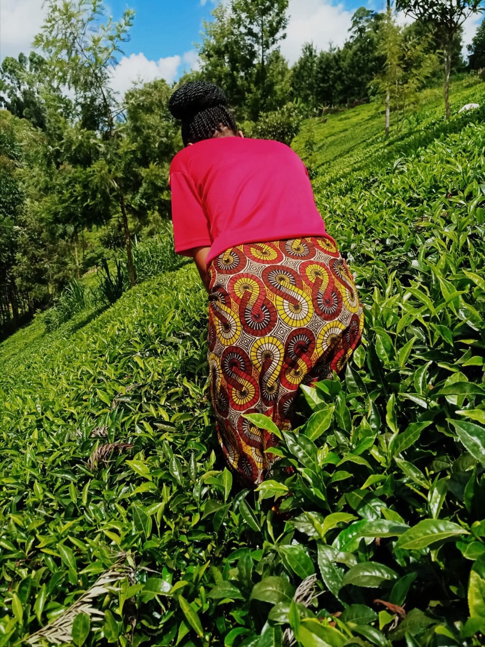 找找茶怎么用封面