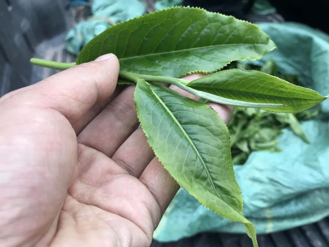 铜箐河古茶园与原始森林相接，可见高大古茶树