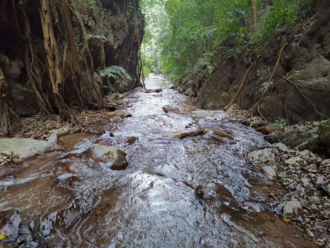 铜箐河茶树鲜叶特写